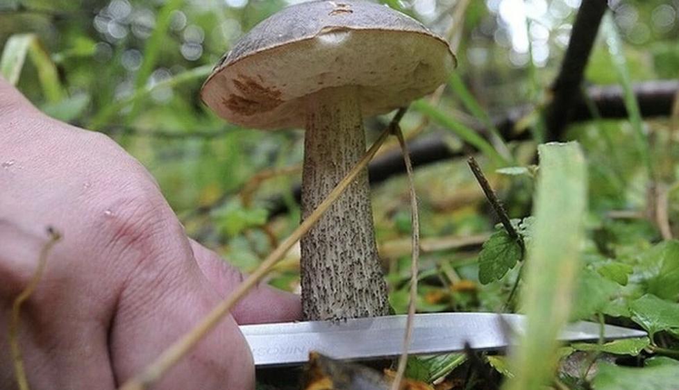 На Чернігівщині російські окупанти вбили грибника
