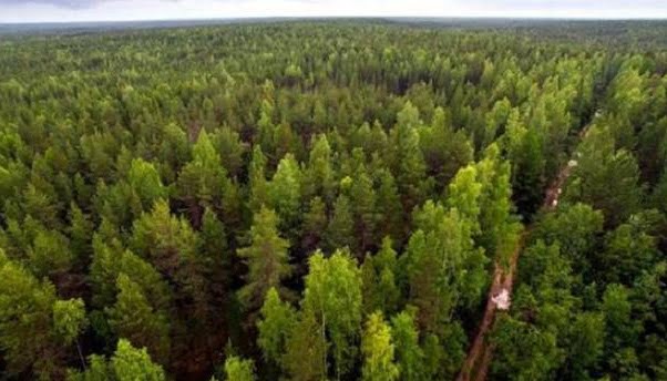 У Миколаївській області затоплено гектари лісів через підрив Каховської ГЕС