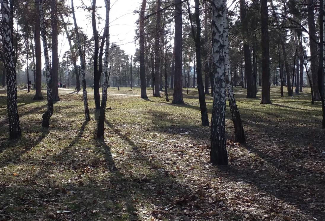 Спасатели напомнили украинцам, почему запрещено посещать ряд лесов