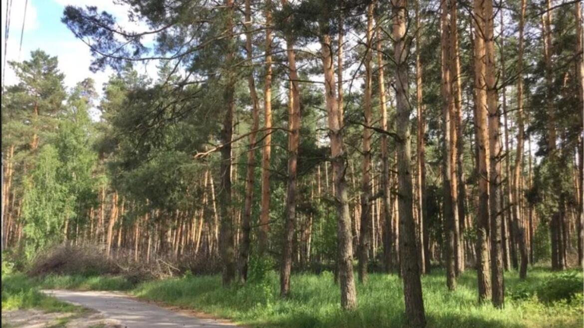 Мешканців Києва закликають на кілька днів утриматися від відвідування лісів: названо причину