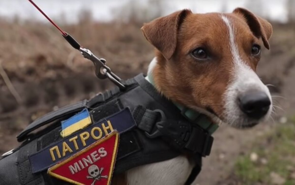 Росіяни вигадали, що в Україні створена церква «Святого пса Патрона»