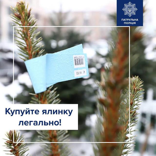Українців закликали купувати ялинки на офіційних ярмарках: як відрізнити їх від незаконних