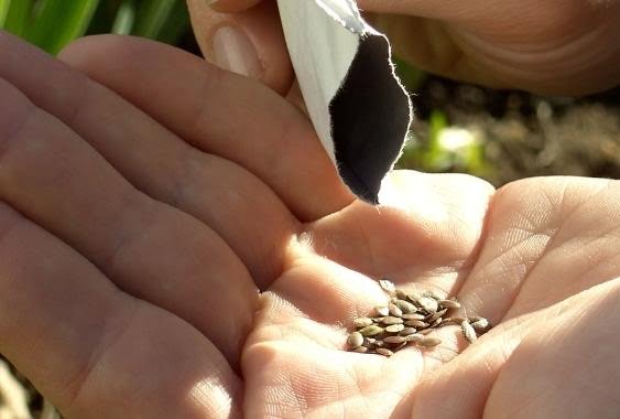 Господарствам, що постраждали від війни, видадуть безкоштовне насіння