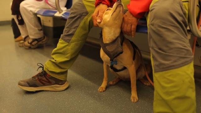 Українські зоозахисники вимагають дозволити перевезення домашніх тварин у метро