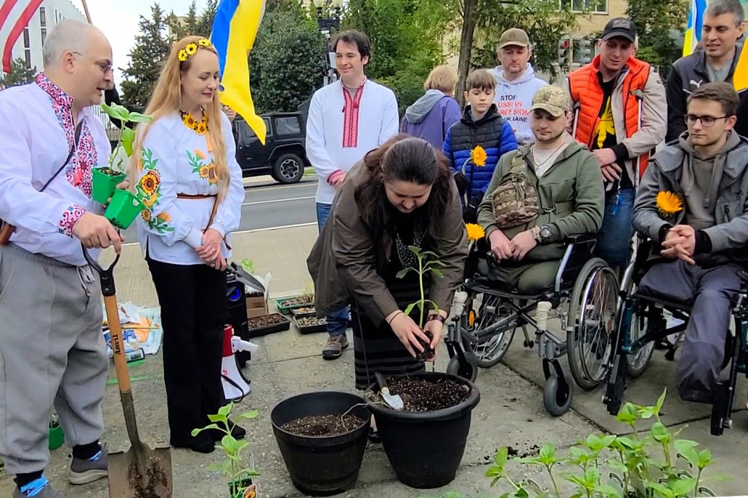 Активісти третій рік поспіль висадили соняхи під посольством рф у Вашингтоні