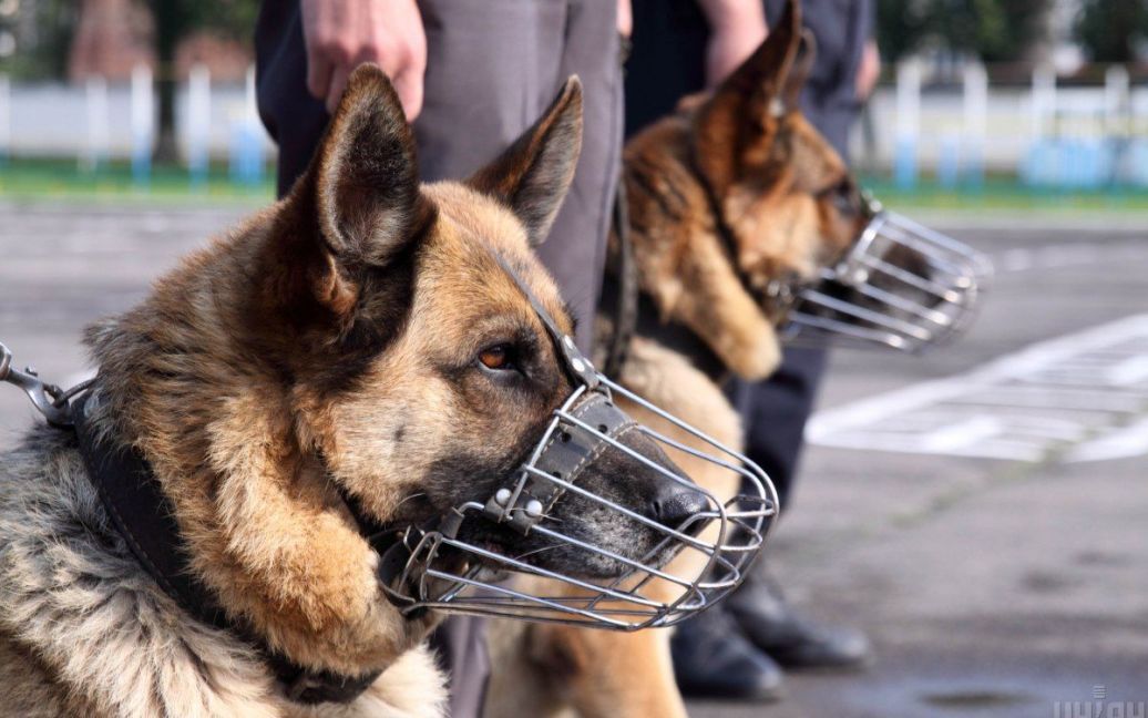 В Україні хочуть дозволити Національній гвардії використовувати чотирилапих друзів для затримання порушників