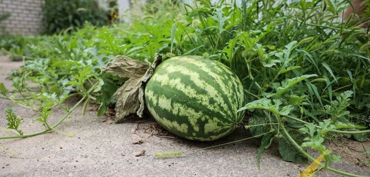 У Херсоні на одній з вулиць виросли кавуни