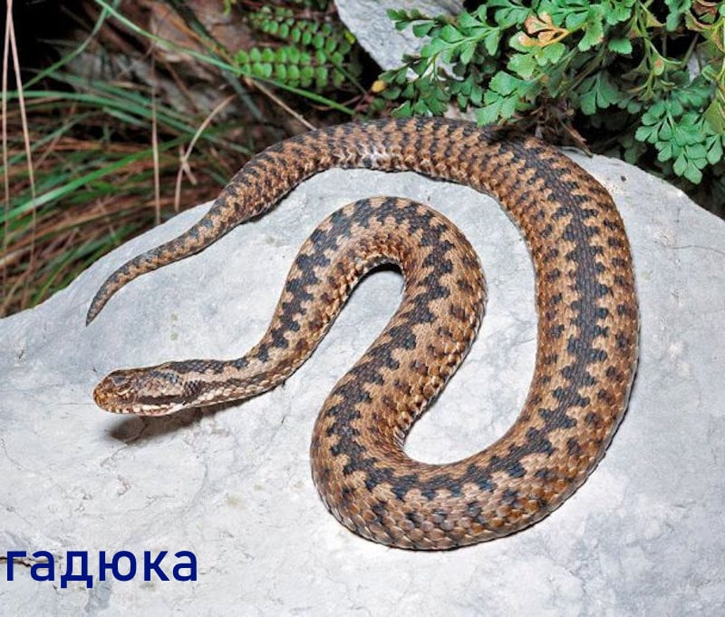 Як відрізнити вужа та полоза від гадюки: головні ознаки