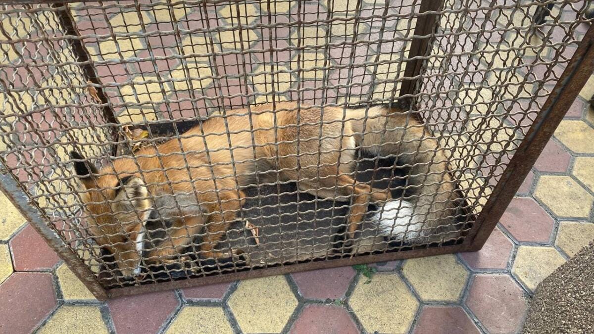 Хижого звіра зловили в одному з районних судів Києва