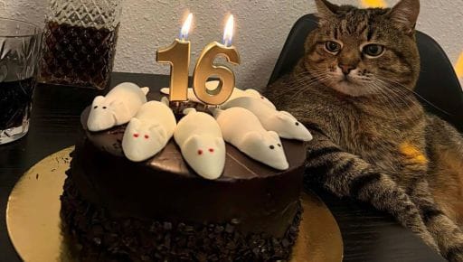 16-річчя відзначив харківський кіт Степан