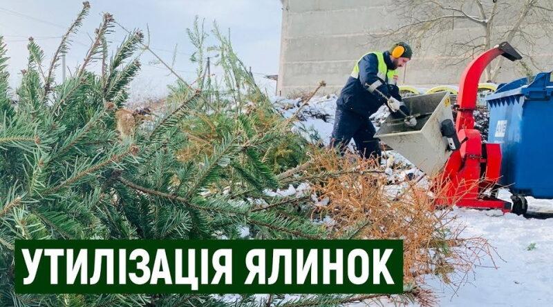 Стало відомо, де у Києві можна екологічно утилізувати новорічну ялинку