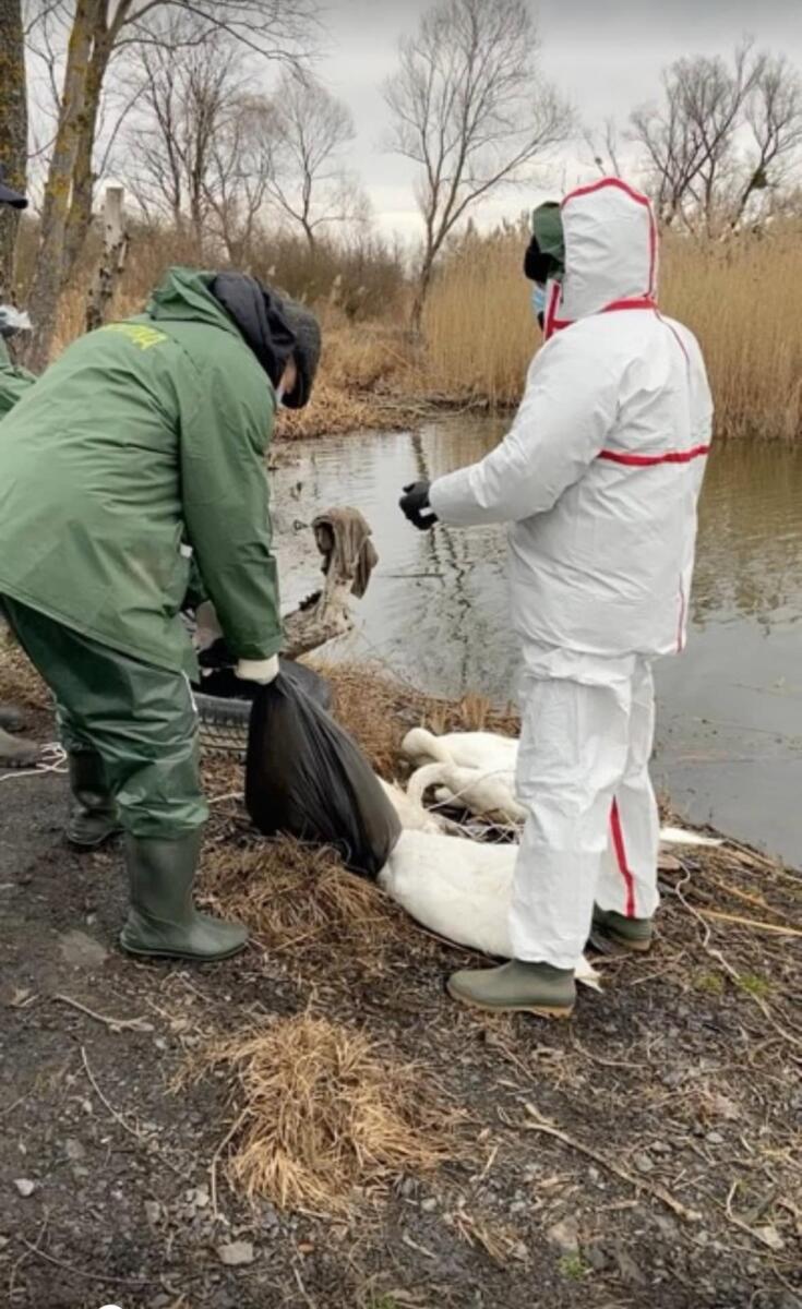 На Львівщині загинуло близько 40 лебедів: фахівці встановлюють причину