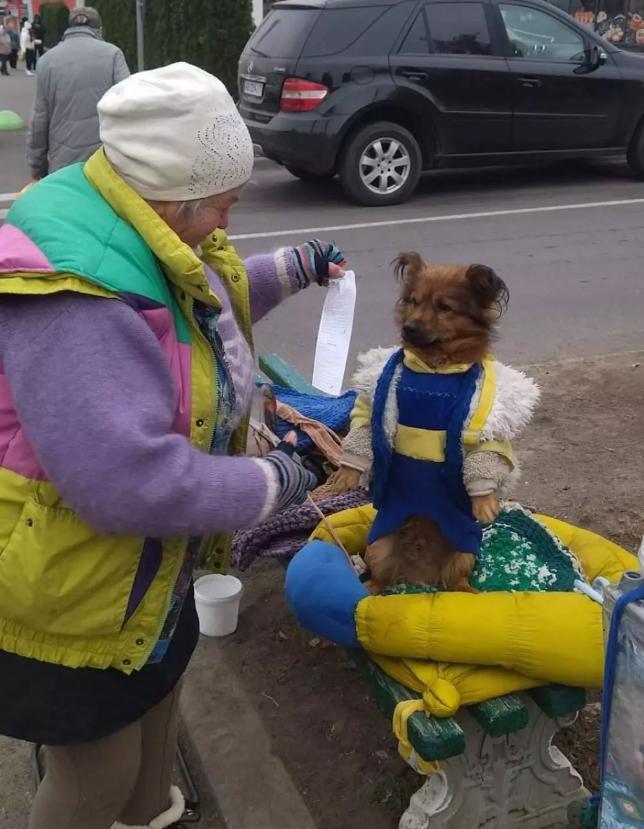 Чотирьохлапого волонтера Джеккі отруїли на Вінниччині