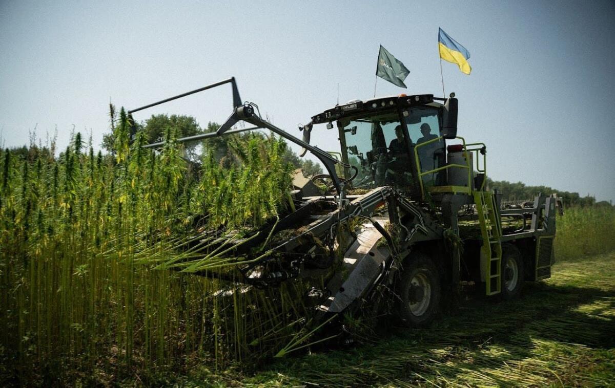 Названо кількість українських підприємств, які займаються вирощуванням і переробкою конопель