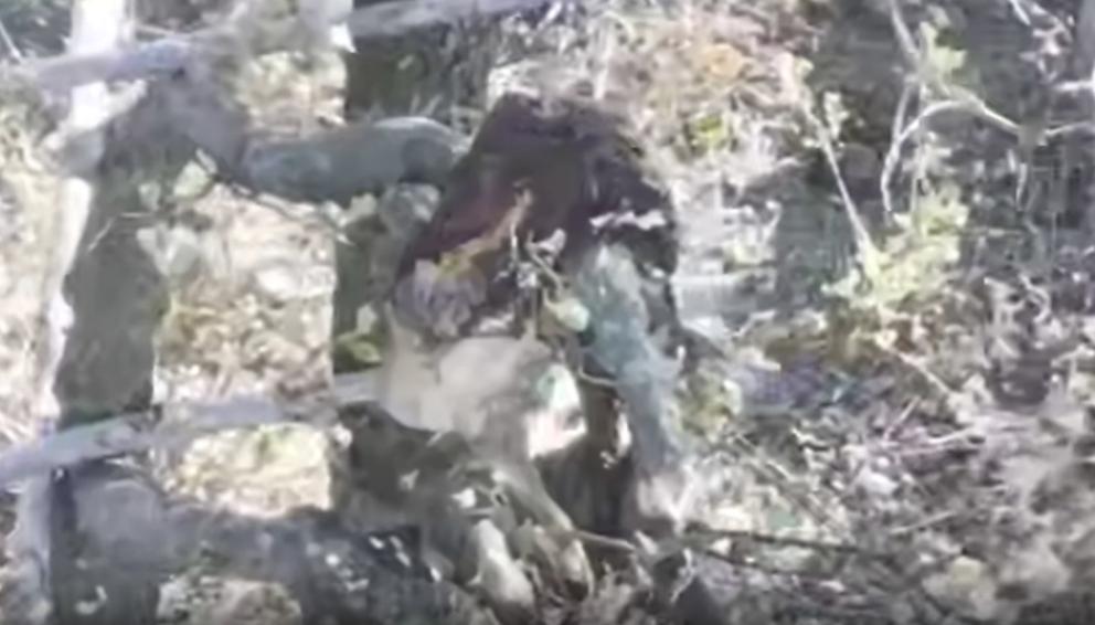 Влучними ударами дронів-камікадзе на фронті ліквідовано групу російських окупантів