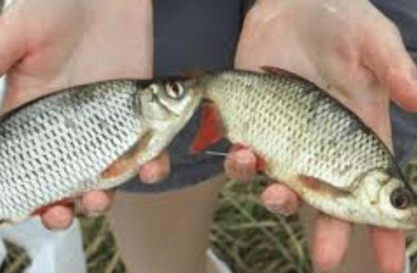 Рибалкам пояснили, як відрізнити плотву від краснопірки