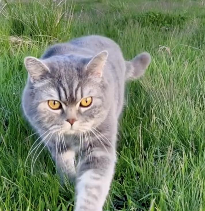 У мережі з’явилося відео кота з тризубом на голові