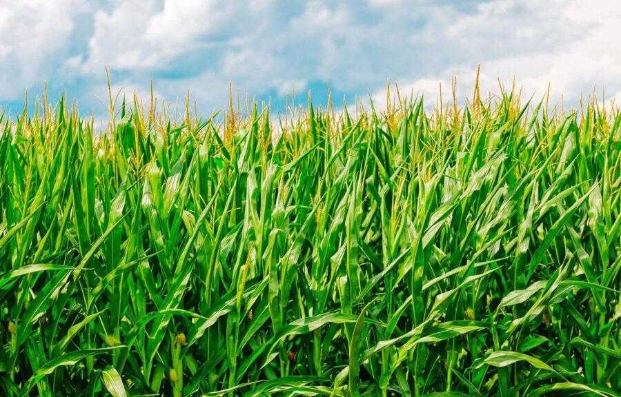 Війна на Близькому Сході: які втрати понесуть українські аграрії