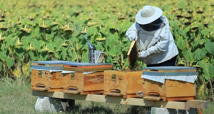 Як зміняться ціни на мед в Україні: прогноз експерта